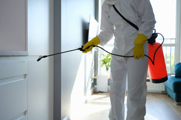 Best Black Mold Removal  in Central Heights Midland City, AZ