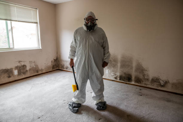 Best Home Mold Removal  in Central Heights Midland City, AZ